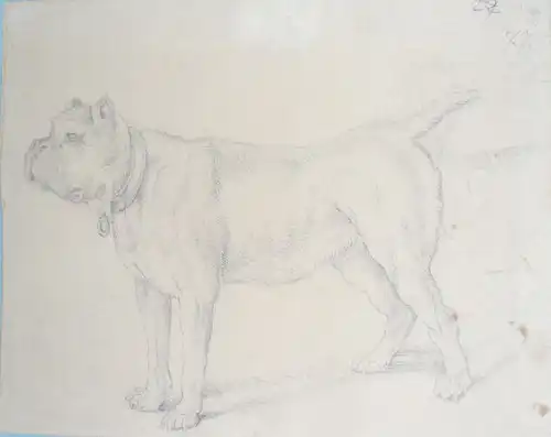 Dallinger von Dalling, Alexander Joh. (1783 - Wien - 1844),, Stehender Hund im Profil (Dogge). Bleistift