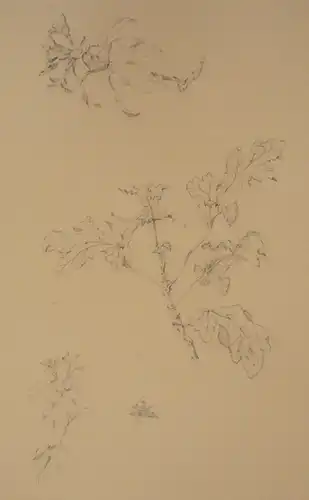 Deutscher Zeichner Anfang 19. Jahrhunddert,, Studienblatt mit Duftgeranien (Pelargonien). Bleistift