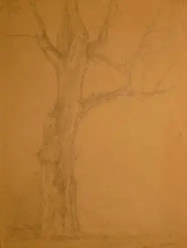 Süddeutscher Zeichner,, Baumstudie. Bleistift auf grauem Zeichenpapier