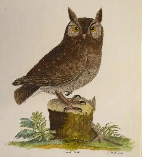 Zander, Detlev Hartwig (1763 - 1837),, Die kleine Eule nach einem Kupferstich von J. M. Seligmann. Aquarell und Deckfarben über Tuschfeder