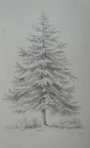 Zeichner 19. Jahrhundert,, Baumstudie. Bleistift
