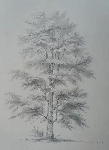 Zeichner des 19. Jahrhunderts,, Baumstudie. Bleistift