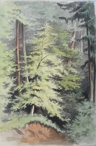 Zeichner des 19. Jahrhunderts,, Lichtung im Mischwald. Aquarell über Bleistift