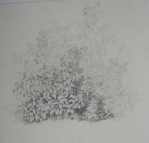 Zeichner des 19. Jahrhunderts,, Naturstudie. Bleistift