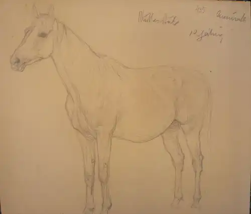 Koch, Ludwig (1866 -  Wien - 1934),, Araber-Mutterstute. Bleistift