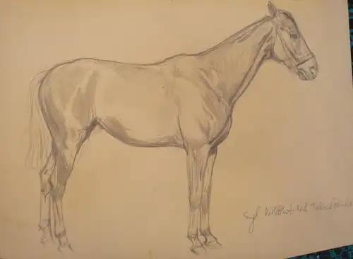Koch, Ludwig (1866 -  Wien - 1934),, Pferdeportrait eines englischen Vollblut Wallachs. Bleistift