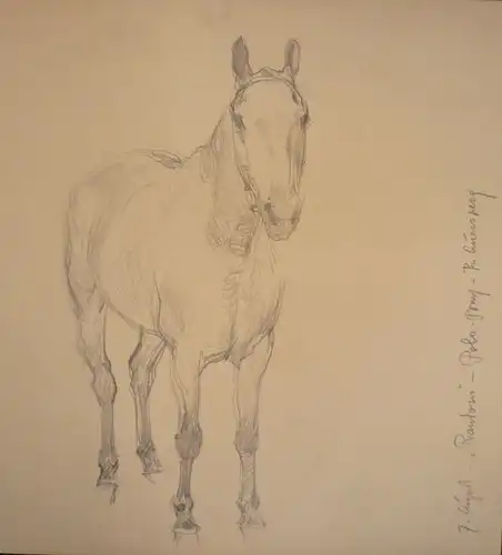 Koch, Ludwig (1866 -  Wien - 1934),, Polo-Pony. Bleistift