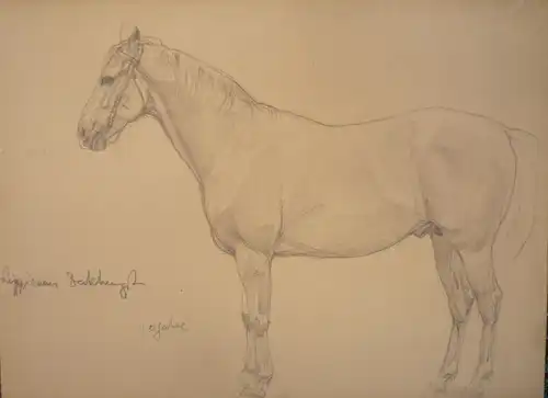 Koch, Ludwig (1866 -  Wien - 1934),, Portrait eines Araber-Pferdes Lippizaner Herkunft. Bleistift