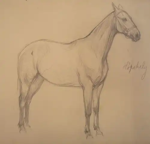 Koch, Ludwig (1866 -  Wien - 1934),, Portrait eines Araberpferdes. Bleistift