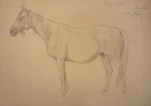 Koch, Ludwig (1866 -  Wien - 1934),, Portrait eines Shagya-Arabers. Bleistift