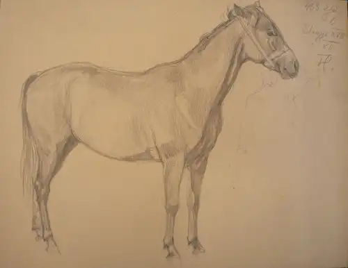 Koch, Ludwig (1866 -  Wien - 1934),, Portrait eines Shagya-Arabers. Bleistift