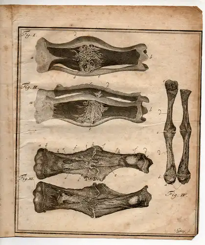 Boehmer, Johannes Beniamin (Benjamin): Callum ossium e rubiae tinctorum radicis pastu infectorum. Vorrede zu den anatomischen Uebungen. 