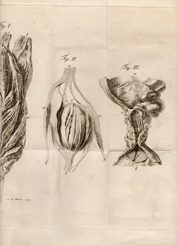 Schallhammer, Franz Ludwig von: aus Salzburg: De morbis fibrae muscularis ex materiei animalis mixtura mutata cognoscendis. 