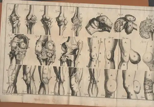 Widmann, Johann Wilhelm: aus Nürnberg: Medizinsiche Inaugural-Dissertation. De genuum structura eorumque morbis. 