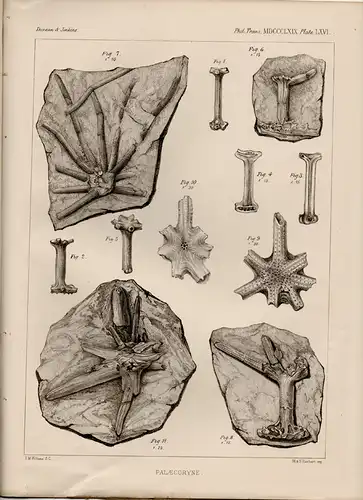 Duncan, Peter Martin: On Palacocoryne, a genus of tubularine hydrozoa from the carboniferons formation. Sonderdruck aus: The Philosophical Transactions of the Royal Society Vol. 159. 