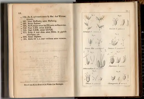 Fuckel, Leopold: Nassaus Flora : ein Taschenbuch zum Gebrauche bei botanischen Excursionen in der vaterländische Pflanzenwelt ; Phanerogamen. 
