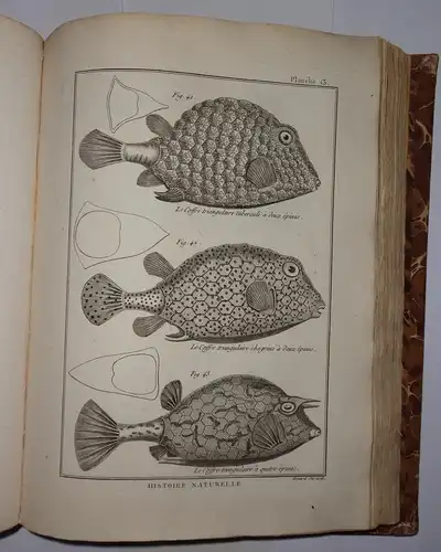 Bonnaterre, Pierre Joseph: Tableau encyclopédique et méthodique des trois règnes de la nature: Ichthyologie. 
