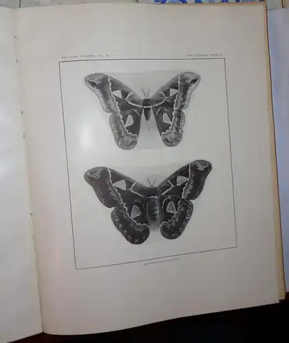 Packard, Alpheus S: A monograph of the bombycine moths of North America, including their transformations and origin of the larval markings and armature, Part 3.. 