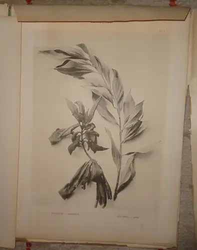 Plauszewski, Pierre: Graines et plantes sèches. 