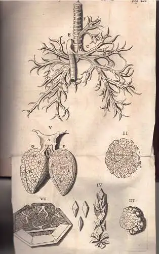 Diemerbroeck, Iisbrand van: Anatome corporis humani. Editio novissima. 