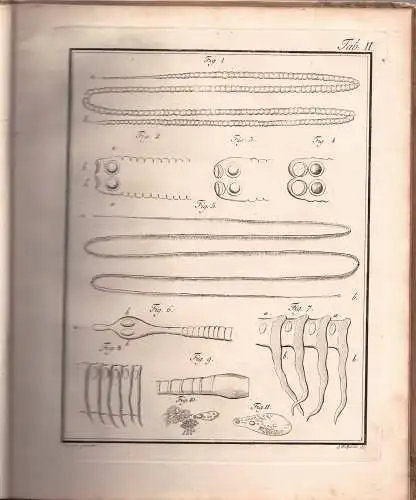 Bloch, Marcus Elieser: Abhandlung von der Erzeugung der Eingeweidewürmer und den Mitteln wider dieselben. 