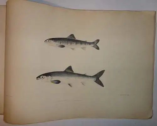 Yarrell, William: On the growth of the salmon in fresh water. 