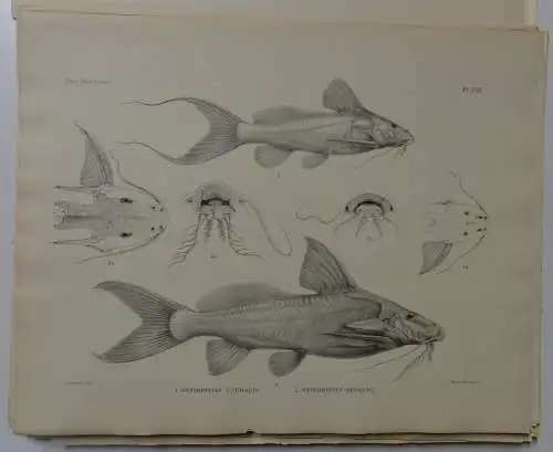 Boulenger, G. A: Matériaux pour la Faune du Congo, tome 1: Poissons nouveaux, part 1-6 (complete). Annales du musée du Congo, ser. 2: Zoologie. 