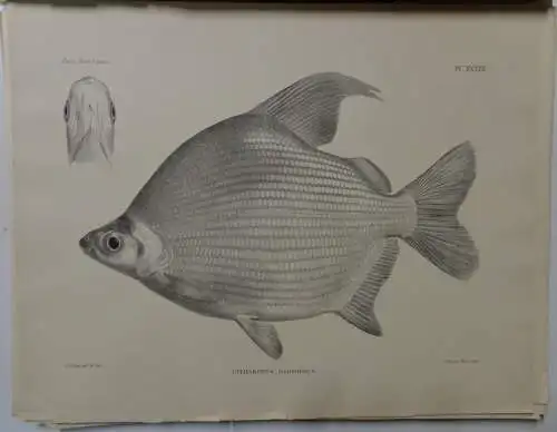 Boulenger, G. A: Matériaux pour la Faune du Congo, tome 1: Poissons nouveaux, part 1-6 (complete). Annales du musée du Congo, ser. 2: Zoologie. 