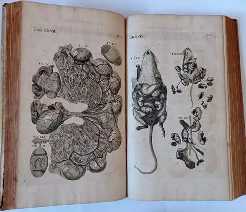 Fabricius ab Aquapendente, Hieronymus: Opera omnia anatomica & physiologica, hactenus variis locis ac formis edita; nunc vero certo ordine digesta, & in unum volumen redacta. 