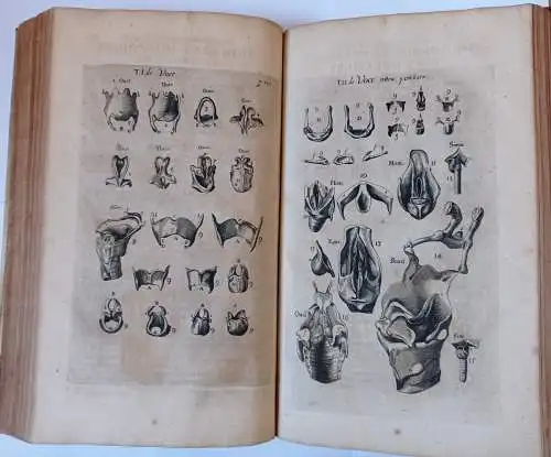 Fabricius ab Aquapendente, Hieronymus: Opera omnia anatomica & physiologica, hactenus variis locis ac formis edita; nunc vero certo ordine digesta, & in unum volumen redacta. 
