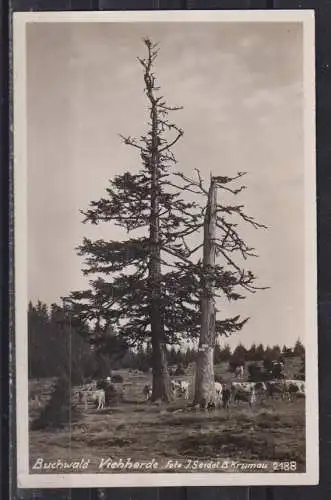 [Echtfotokarte schwarz/weiß] Buchwald Vieherde Foto J.Seidel B. Krumau 2188
Deutsche Jugendherberge Buchwald. 