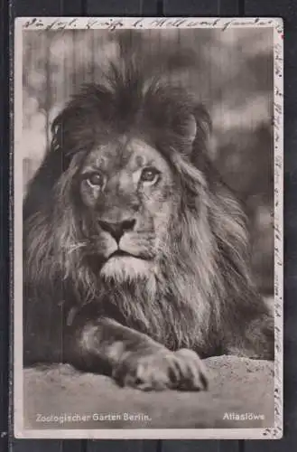 [Echtfotokarte schwarz/weiß] Zoologischer Garten Berlin Atlaslöwe. 