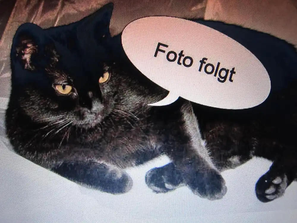 2 identische Bilderrahmen zum Aufstellen,  guillochiert, Silber 800 gepunzt & Holz, um 1927 6