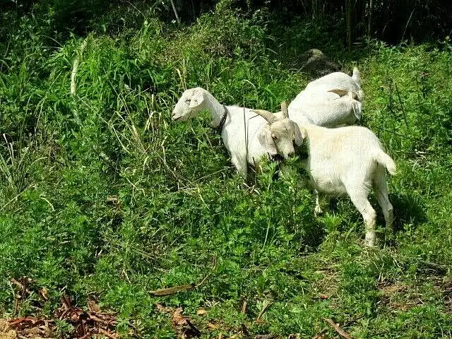 TÄBRIZ Teppich Blumen Rehe Vögel 20'tes Jahrhundert TOP erhalten No.1 ³ 3
