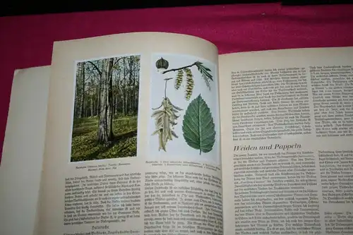 (D38)Sammelbilderalbum Bilder Wald-Flur