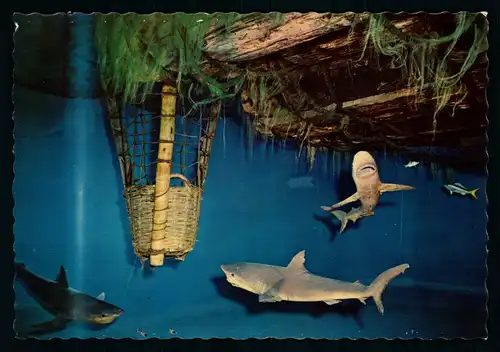 AK  The Kon - Tiki Museum , Oslo / Sharks round diving basket ..... [ D014 ]