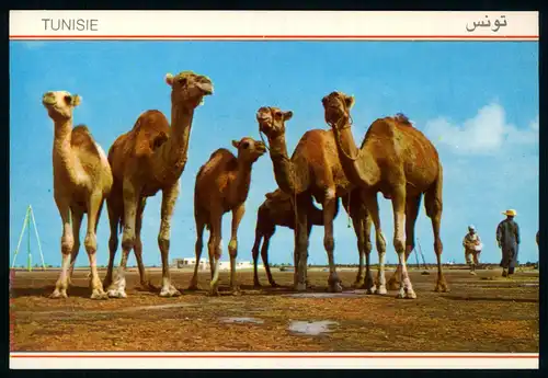 AK   Tunesien - la pose ..... [ D082 ]