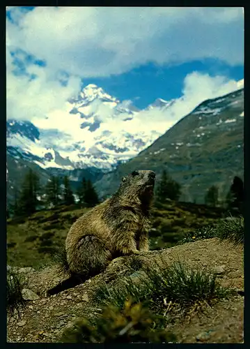 AK   Alpenmurmeltier - Marmotte alpine - Hoary Marmot - Marmotta delle Alpi ..... [ D260 ]