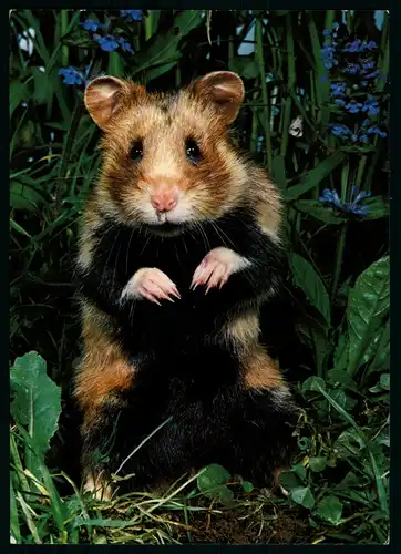 AK  Cricetus cricetus L. - Hamster ..... [ D547 ]