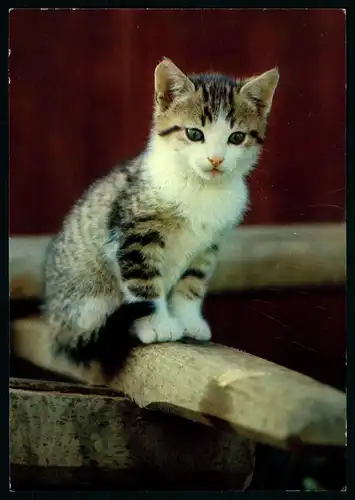 AK   Katze - Spendenkarte ..... [ D553 ]