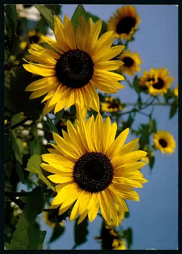 AK   Sonnenblume ( Helianthus ) : Fotokunst Groh Wörthsee ..... [ D561 ]