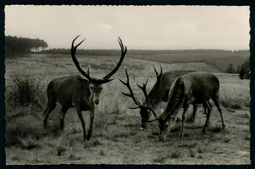 AK   Bad Harzburg - Marienteichbaude  - Sommerfütterung ..... [ D623 ]