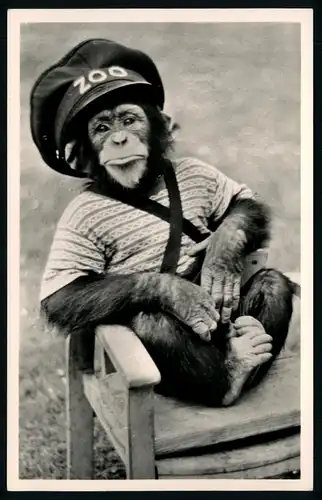 AK    Zoo Köln - Schimpanse ..... [ D712 ]