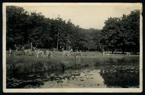 AK   Wirtschaftsbetrieb Tiergarten : Hannover - Kirchrode ..... [ D777 ]