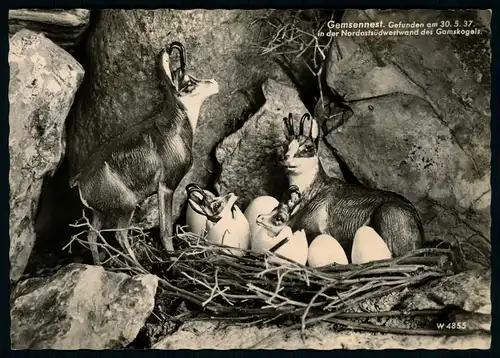 AK    Gemsennest - Gefunden am 30.5.37 in der Nordostsüdwestwand des Gamskogels ..... [ D860 ]