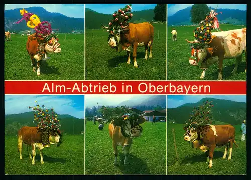 AK    Alm Abtrieb in Oberbayern ..... [ H610 ]