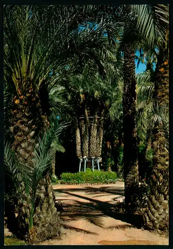 AK    Elche - Huerto del Cura , La Palmera Imperial ..... [ H884 ]