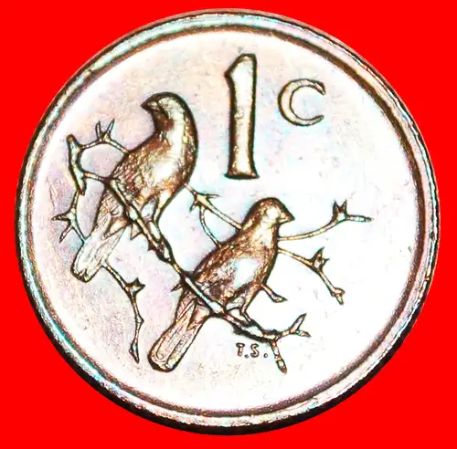 * SPATZEN: SÜDAFRIKA  ★ 1 CENTS 1979 Diederichs (1903-1978)! * SPARROWS: SOUTH AFRICA