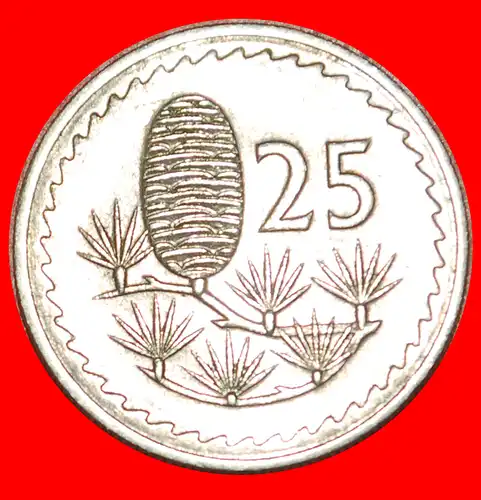 * ZEDER VON LIBANON: ZYPERN ★ 25 MILS 1973! * CYPRUS