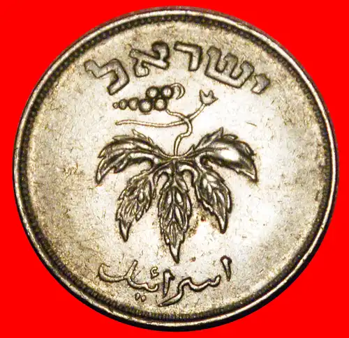 * TRAUBE (1949-1954): PALÄSTINA (israel) ★ 50 PRUTA 5714 (1954) NICHT MAGNETISCH! * GRAPE: PALESTINE (israel) ★NON-MAGNETIC!